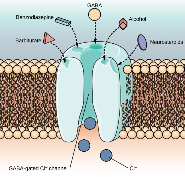 An illustration of a GABA-gated chloride channel in a cell membrane shows  receptor sites for barbiturate, benzodiazepine, GABA, alcohol, and neurosteroids, as well as three negatively-charged chloride ions passing through the channel. Each drug type has a specific shape, such as triangular, rectangular or square, which corresponds to a similarly shaped receptor spot.