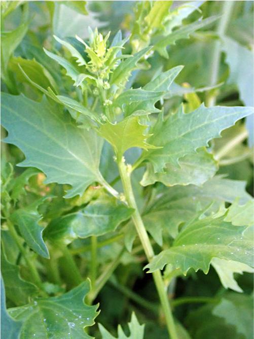 A picture of a green leafy plant is shown. A yellow-green stalk is in the middle and pointy leaves extend from top to bottom on the plant, smaller at the top and larger at the bottom. More green plants are seen in the background.