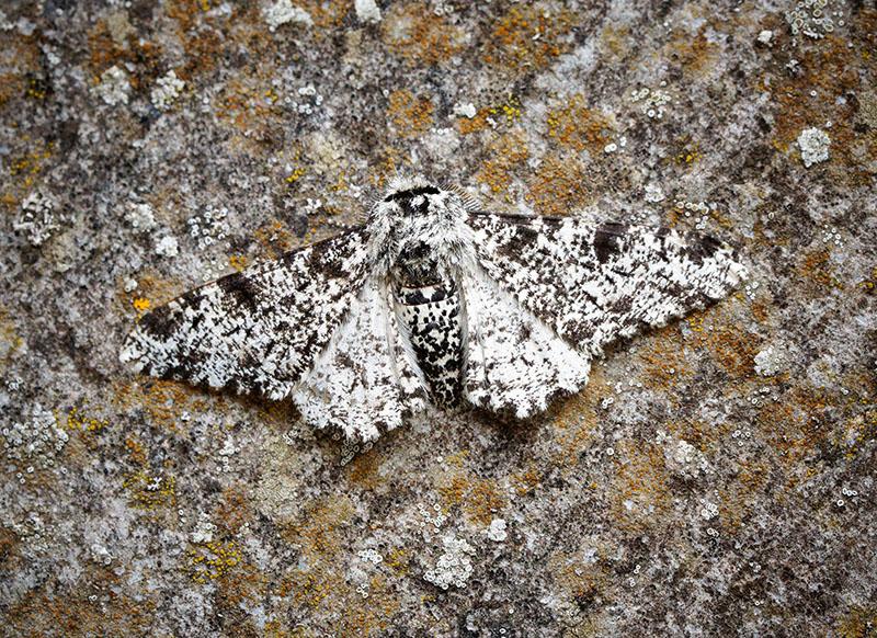 Moth with speckled wings resting on the trunk of a tree with bark showing a similar pattern and coloration.