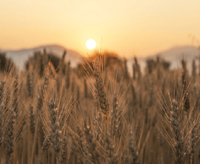 A picture of a wheat field is shown in front of mountains with the sun setting on a yellow and orange background. The wheat is brown and has pear-shaped kernels at the top bunched together in long strands with thin sticks poking out all over.