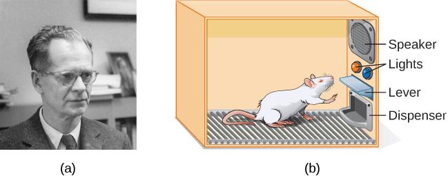 Photograph A shows B.F. Skinner. Illustration B shows a rat in a Skinner box: a chamber with a speaker, lights, a lever, and a food dispenser.