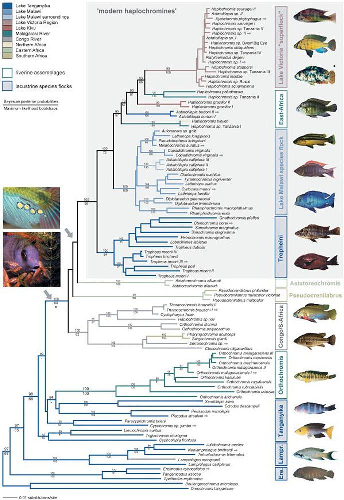 Diagram depicting at least two hundred species of fish descended from a single ancestral pair. The fish are grouped into one of ten categories labelled by either a geographical region or a body of water.