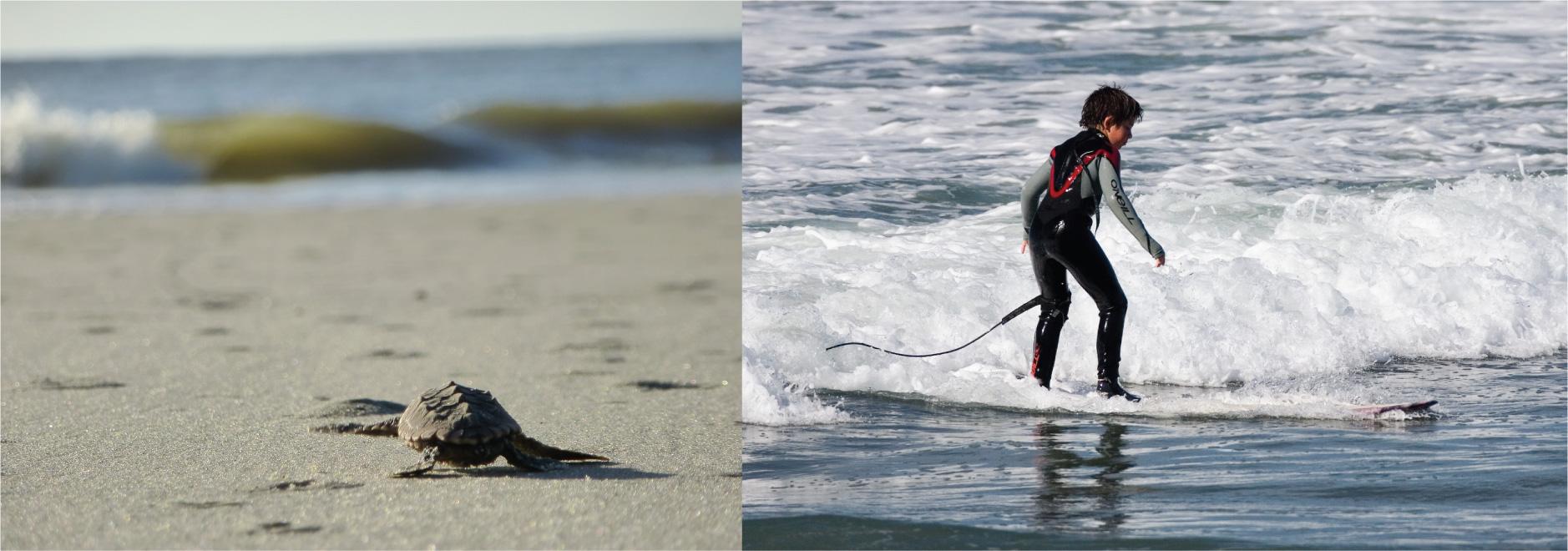 A photograph shows a baby turtle moving across sand toward the ocean. A photograph shows a young child standing on a surfboard in a small wave.