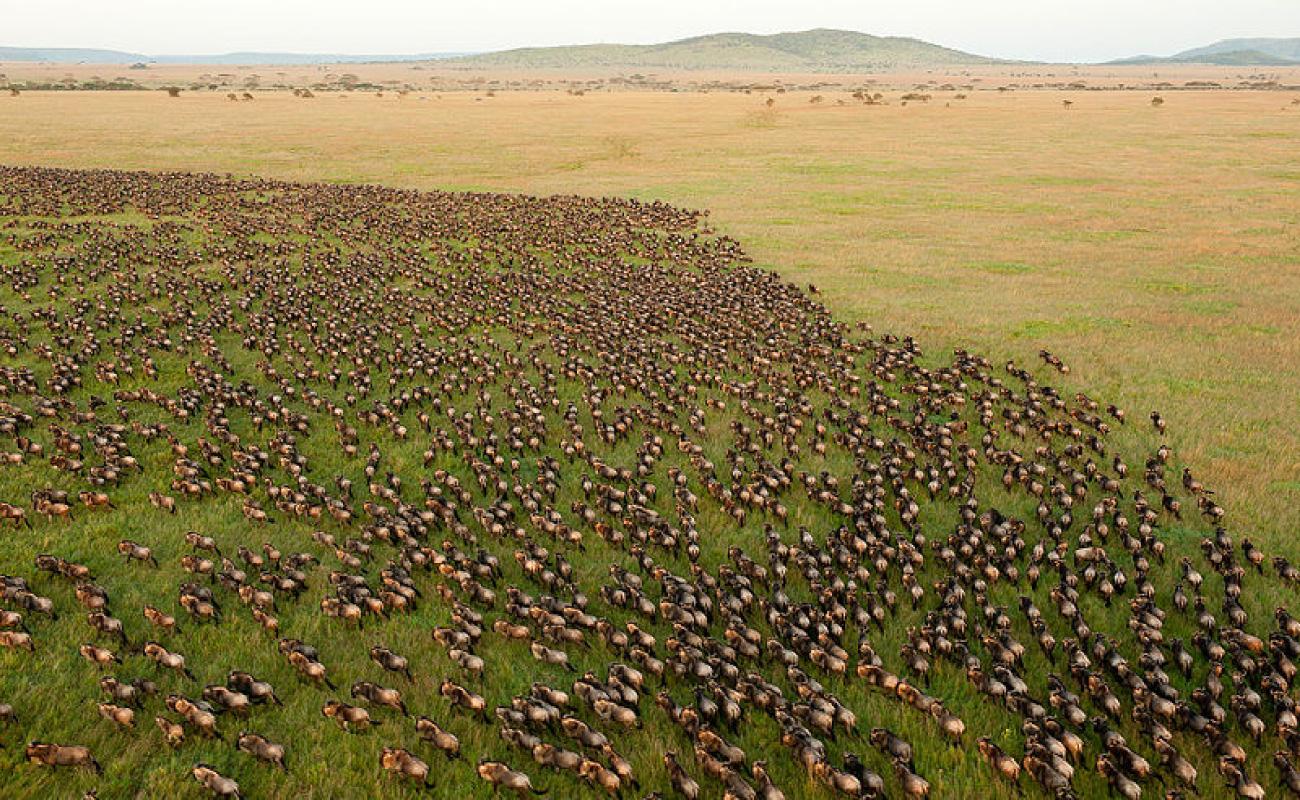 An aerial picture of a large expanse of grass is shown with mountains in the background. In the bottom two thirds of the picture are thousands of animals making their way across the green and yellow grasses toward the left in an arc. They are brownish and have a white backside.