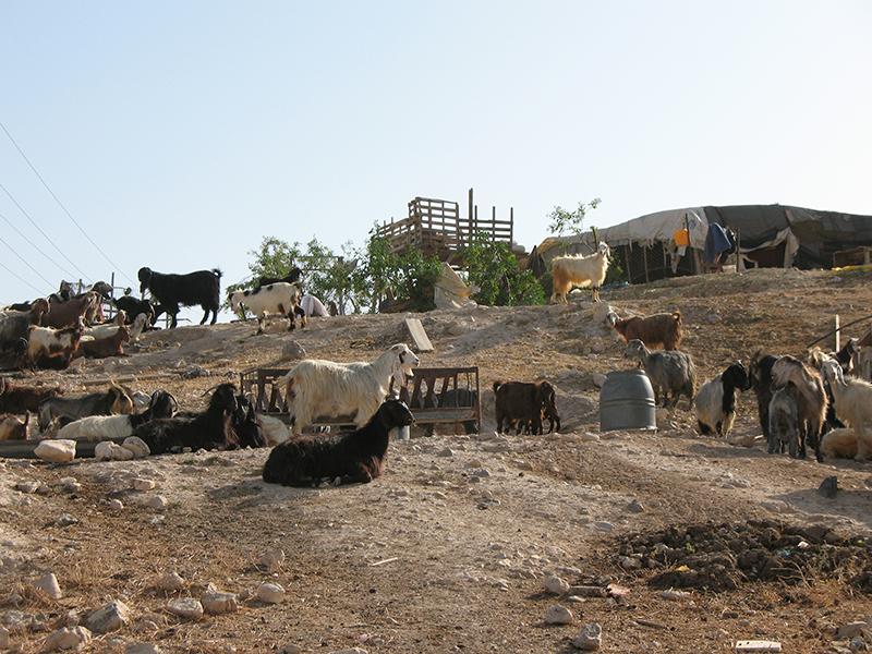 A flock of sheep, goats, and camels in the grasslands of Arabia.