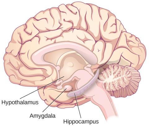 An illustration shows the locations of parts of the brain involved in the limbic system: the hypothalamus, amygdala, and hippocampus.