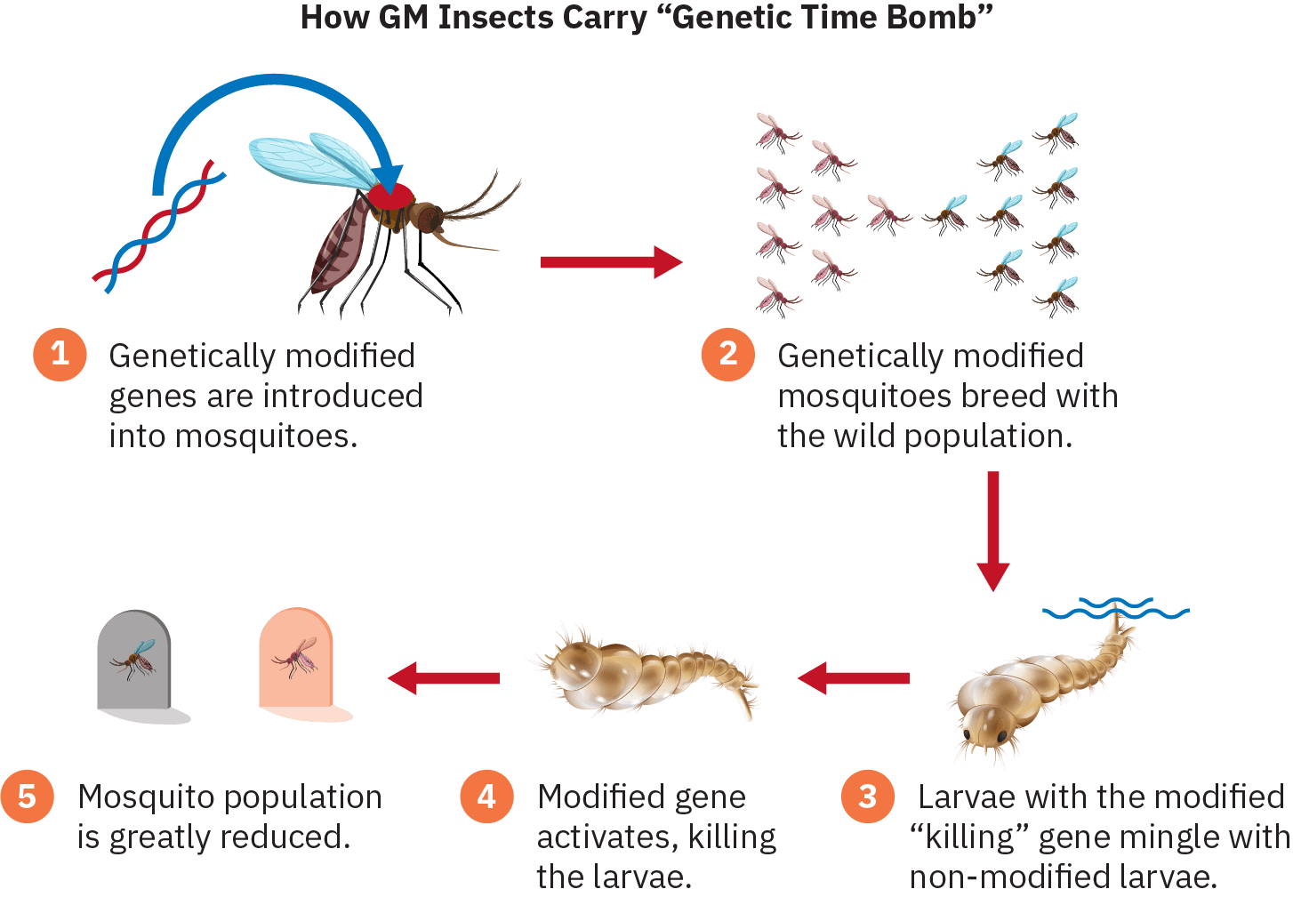 Infographic depicting the following steps: 1) Genetically modified genes are introduced into mosquitoes. 2) Genetically modified mosquitoes breed with wild population. 3) Larvae with the modified “killing” gene mingle with non-modified larvae. 4) Modified gene activates, killing the larvae. 5) Mosquito population is greatly reduced.