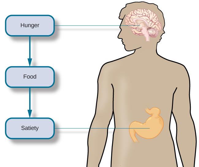 An outline of the top half of a human body contains illustrations of the brain and the stomach in their relative locations. A line extends from the location of the hypothalamus in the brain illustration, out to the left, past the outline, where it meets a box labeled “Hunger.” Down-facing arrows connect that box to a box labeled “Food,” and the box labeled “Food” to a box labeled “Satiety.” A line extends out to the right from the box labeled “Satiety,” and meets with the illustration of the stomach.