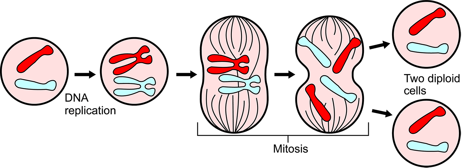 Diagram illustrating the following steps. 1) DNA replicates within a single cell; 2) Cell expands and splits, with one portion of the replicated DNA moving into each of the two sections of the splitting cell; 3) Two diploid cells are created, each identical to the original cell.