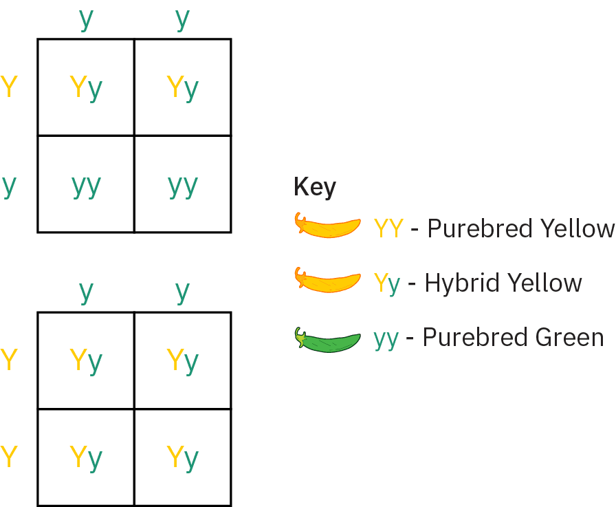 Top chart shows a cross between a plant represented by two green y’s, indicating purebred green, and a plant represented by one green and one yellow y, indicating hybrid yellow. Crosses result in two plants represented by two green y’s (purebred green) and two represented by a yellow and green y (hybrid yellow). Bottom chart shows a cross between a plant represented by two green y’s (purebred green) and a plant represented by two yellow y’s (purebred yellow). All four offspring are represented by one green and one yellow y (hybrid yellow).