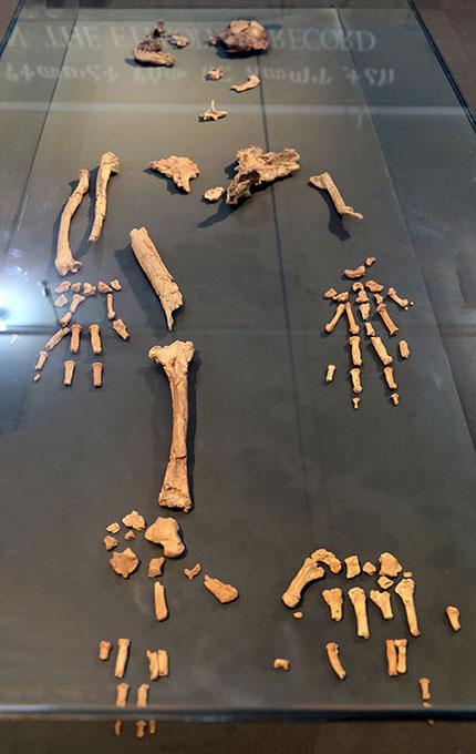 Partial skeleton laid out on a table. Fewer than a quarter of the bones are present.