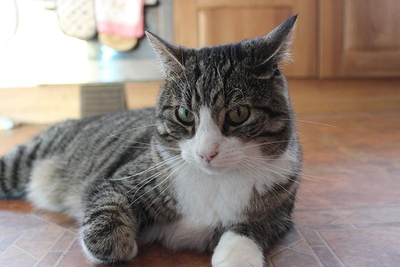 A lounging domestic cat looks directly at the viewer.