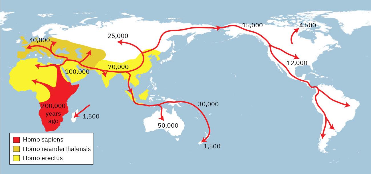 A map of the world is shown, with Africa shown on the left and North and South America on the right. The bottom third of Africa and most of its east coast are highlighted red, with two arrows coming off of those areas and heading west toward the western coast of Africa. Red indicates “Homo sapiens.” The number “200 000 years ago” is written inside the highlighted red portion in Africa. From the top of the red area in Africa, an arrow travels north into Europe and splits into two, one way heading west toward Portugal (with the number “40 000” alongside it) and splitting off in another branch from there heading east toward Asia (with the number “100 000” alongside it), and the other way heading east all over the world. From this split it heads east towards India (with the number “70 000” alongside it), with a branch heading up toward China. After India, it branches into two directions – one north and one south. The north branch heads up through China and Russia, with one part branching off into western Russia (with the number “25 000” alongside it). It continues north through Russia and crossing over to Alaska (with the number “15 000” alongside it), and south through Canada, with a branch heading southeast in the U.S. (with the number “12 000” alongside it). The original arrow continues south through Mexico and down into South America, where it branches off to the northeast coast. The original arrow continues to southern South America there is splits into two arrows, one heading south and the other heading southeast. A single red arrow is shown in the middle of Canada facing north of the Hudson Bay, with the number “4500” at the point of the arrow. The south arrow past India branches off in Burma and Thailand and heads south through Indonesia into Australia (with the number “50 000” at the end of the arrow), with another branch off that heading east (with the number “30 000” alongside it) and then south toward New Zealand (with the number “1500” at the end of the arrow). A single arrow points to Madagascar alongside the number “1500.” All of Europe is highlighted orange as well as a southwestern portion of Russia, Iran, Turkmenistan, Uzbekistan, and Kazakhstan. Orange indicates “Homo neanderthalensis.” The western portion of Africa is highlighted yellow as well as Saudi Arabia and the countries surrounding it - Afghanistan, Pakistan, India, China, North and South Korea, Burma, Thailand, Malaysia, and parts of Indonesia. Yellow indicates “Homo erectus.”