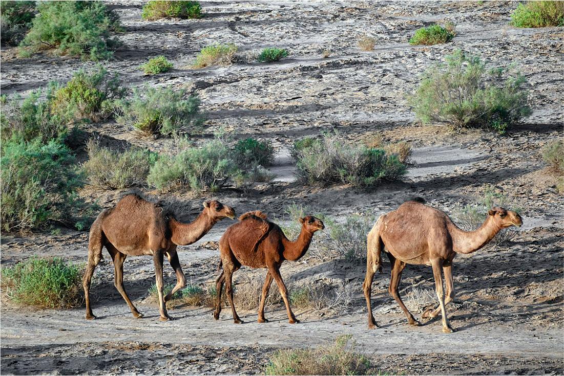 Three dromedary camels walk in a line on a sandy path. They are surrounded by rocky terrain with various clumps of bushes.