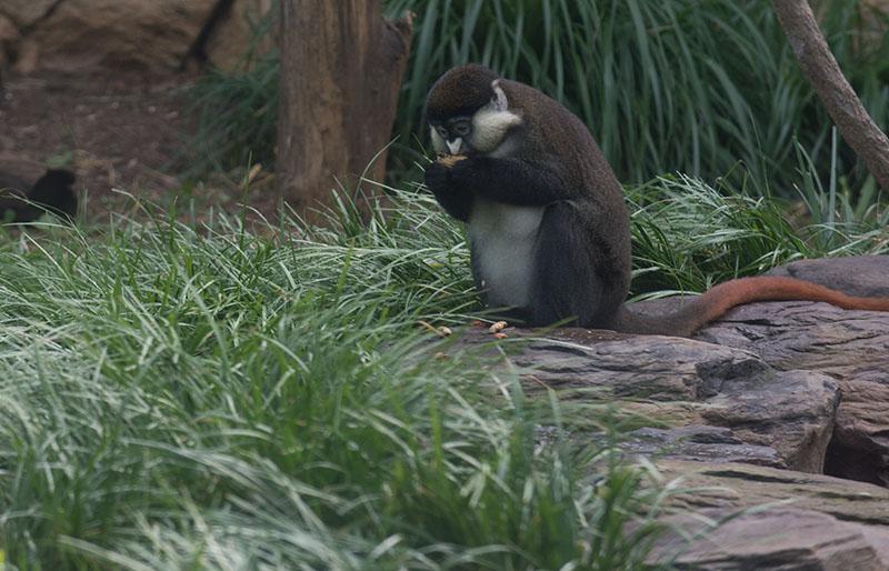 A small brown monkey with a white face and belly sitting on a rock with grasses all around it. The monkey has a long red tail stretched out behind it. The monkey is eating some food.