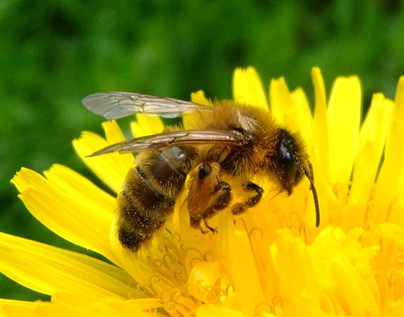 A bee on a dandelion flower.