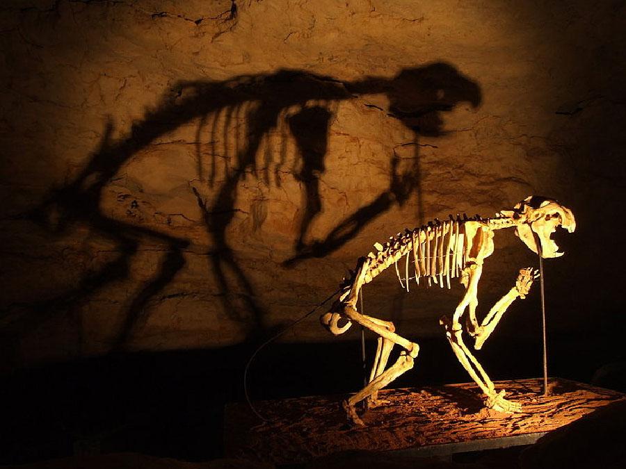 A picture of an animal skeleton propped up by rods at the neck and lower spine is shown on brown, sandy ground in the lower right portion. The animal has four legs, a large skull with a long, rounded snout and large teeth. The bones in the feet show digits and a small bone from a tail is at the bottom of the animal’s spine. A light shines on the skeleton causing a large, black shadow in the upper left on the back, brown, rocky wall.