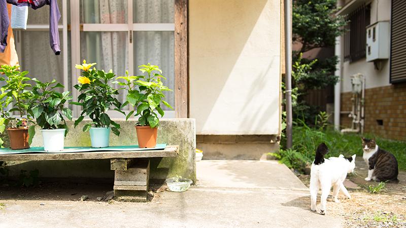 An outdoor patio with several potted plants on a platform and two cats nearby.