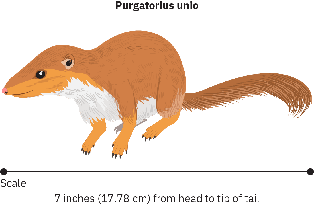 Sketch of small mammal with a tapered skull, small ears, and long tail. The animal stands on all four legs. A scale beneath the sketch identifies the animal as 7 inches (17.78 cm) from head to tip of tail.