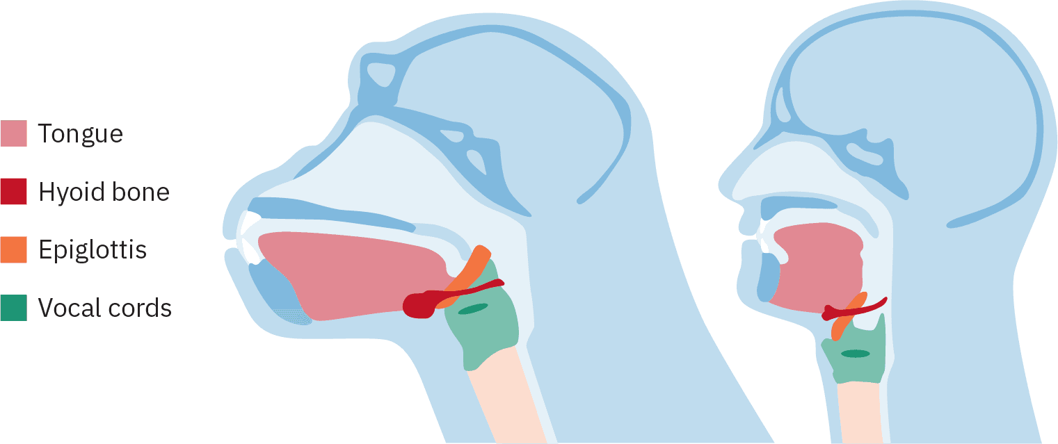 Two diagrams, showing development over time. In the first, the hyoid bone and epiglottis are high in the back of the throat. In the second, representing a modern human, the hyoid bone and epiglottis have shifted to a position further back and lower in the throat.