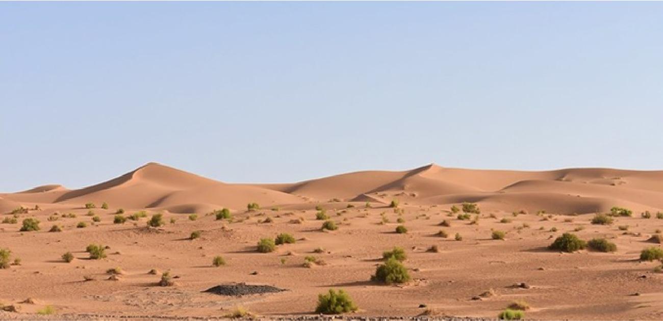 A picture of a sandy terrain made up of small hills and sparse, small green bushes is shown on a clear blue background.