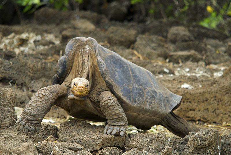 A very large tortoise walks across a rocky landscape.