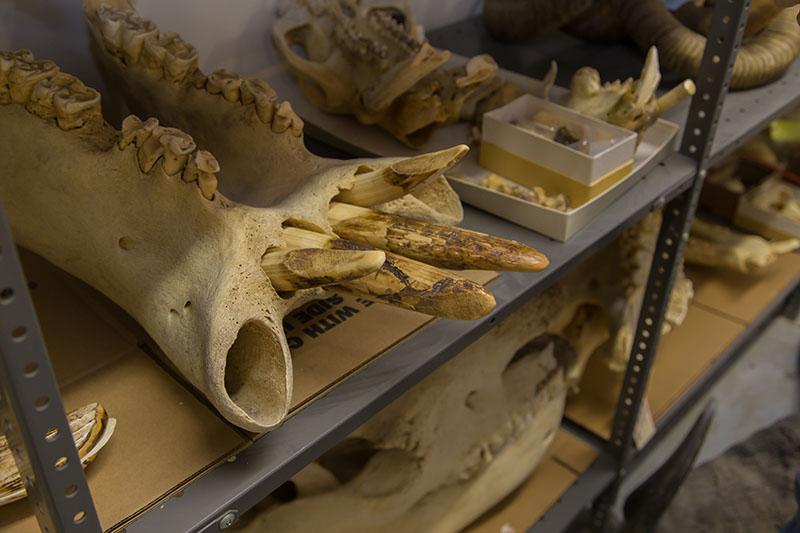 A collection of bones of various animal species stored on shelves