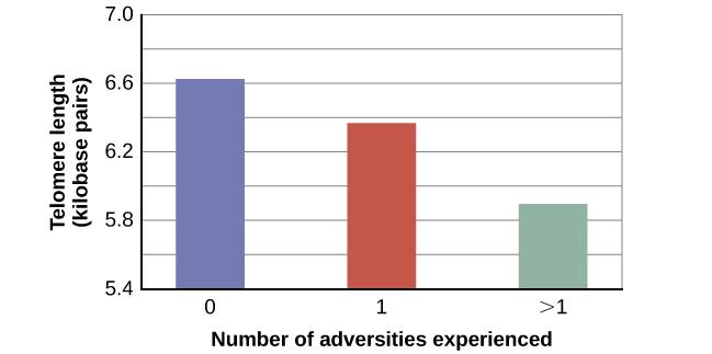 A bar graph shows the relationship between telomere length in kilobase pairs and the number of adversities people experienced. Those who experienced zero adversities had about 6.6 kilobase pairs for telomere size. Those who experienced one adversity had about 6.4 kilobase pairs for telomere size. Those who experienced more than one adversity had about 5.9 kilobase pairs for telomere size.