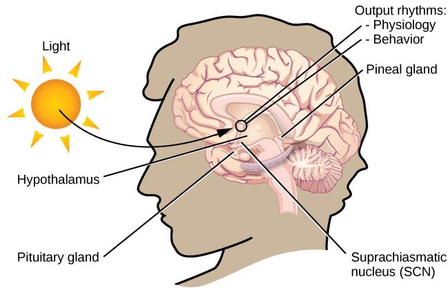 In this graphic, the outline of a person’s head facing left is situated to the right of a picture of the sun, which is labeled ”light” with an arrow pointing to a location in the brain where light input is processed. Inside the head is an illustration of a brain with the following parts’ locations identified: Suprachiasmatic nucleus (SCN), Hypothalamus, Pituitary gland, Pineal gland, and Output rhythms: Physiology and Behavior. 