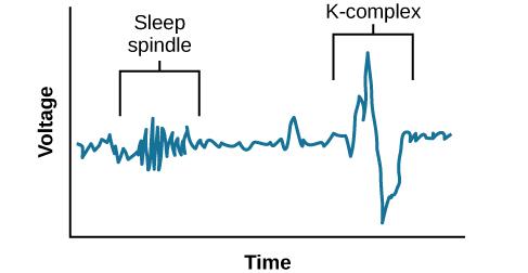 A graph has an x-axis labeled “time” and a y-axis labeled “voltage. A line illustrates brainwaves, with two areas labeled “sleep spindle” and “k-complex”. The area labeled “sleep spindle” has decreased wavelength and moderately increased amplitude, while the area labeled “k-complex” has significantly high amplitude and longer wavelength.