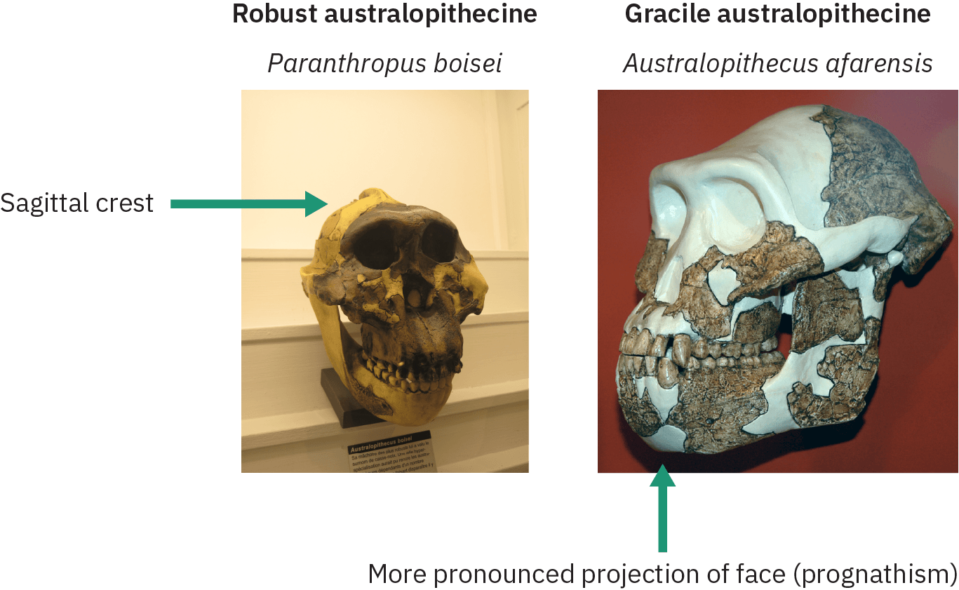 Two skulls, one identified as “Robust australopithecine” and the other as “Gracile australopithecine.” The Robust specimen has a ridge of bone along the top of the skull, identified as a sagittal crest. The Gracile specimen displays pronounced projection of the face.