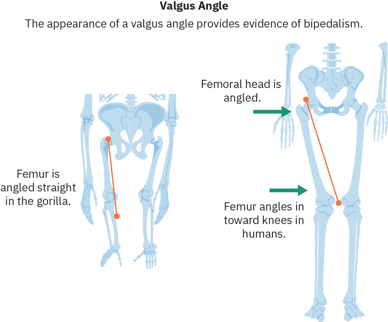 Sketches of the hips and legs of two different species. On the left is a skeleton with long arms and short legs that extend straight down from the hips. A line traces the femur (upper leg bone) and the related text reads “Femur is angled straight in the gorilla.” On the right is a human skeleton. The femurs on this skeleton angle inward, with the knees closer together than the hip sockets. Text pointing to the hip reads “Femoral head is angled.” Text pointing to the femur reads “Femur angles in towards knees in humans.”