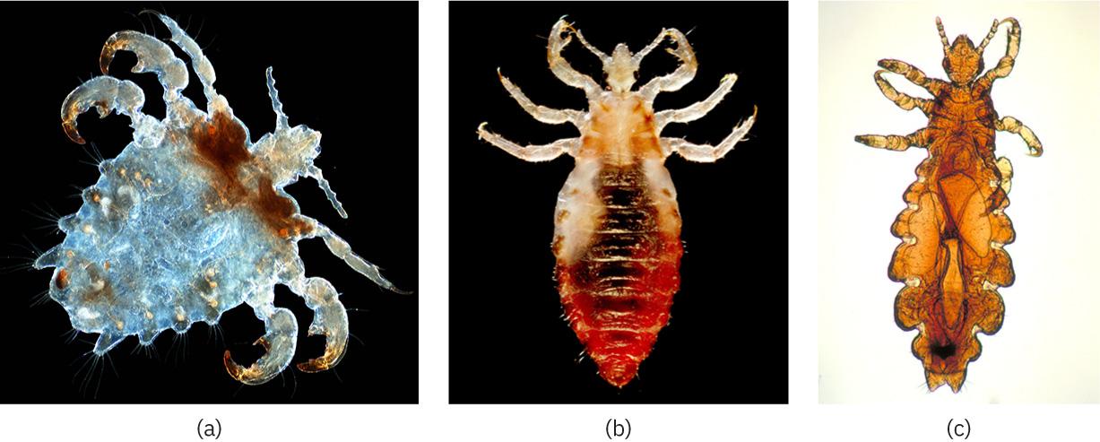 (a) Small, insect-like creature with six legs. (b) Small, insect-like creature with six legs. (c) Small, insect-like creature with six legs.