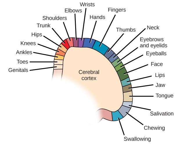 A diagram shows the organization in the somatosensory cortex, with functions for these parts in this proximal sequential order: genitals, toes, ankles, knees, hips, trunk, shoulders, elbows, wrists, hands, fingers, thumbs, neck, eyebrows and eyelids, eyeballs, face, lips, jaw, tongue, salivation, chewing, and swallowing.