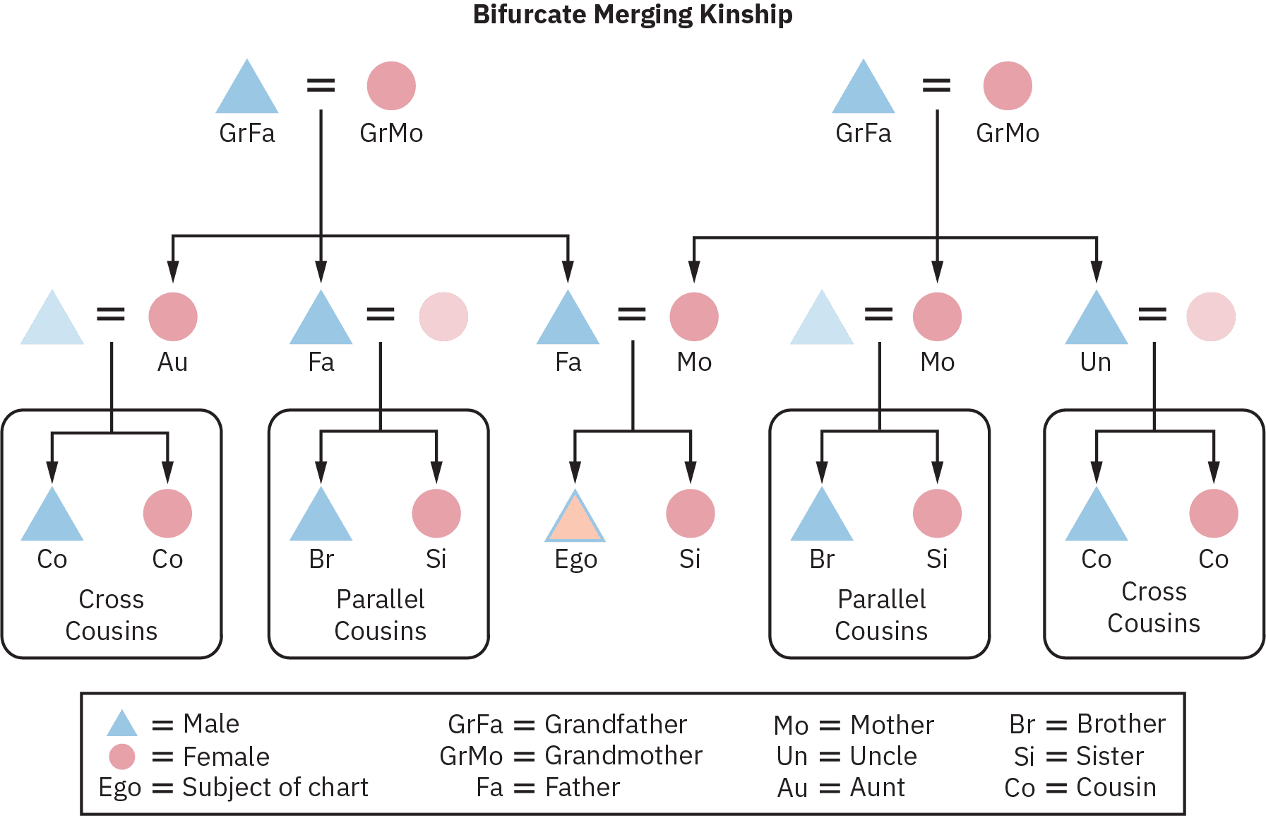 A Bifurcate Merging Kinship chart of three generations, starting from two sets of grandparents, as grandfather and grandmother respectively, their children, their respective wives, children, uncles, aunts, father, and mother, who in turn produce the subject of the chart and a brother or sister. The children of all the uncles and aunts are parallel cousins and cross cousins.