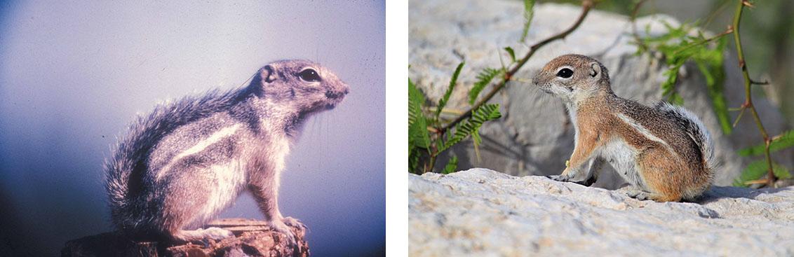 Left: Small squirrel with a turned-back tail and a stripe along its side.; Right: Another small squirrel with a turned-back tail and a stripe along its side.