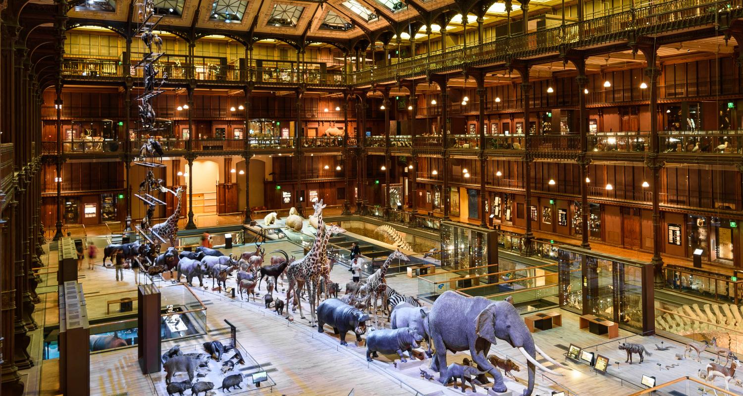 Enormous open space with models of animals lined up in an aisle down the center as well as displayed in groups on the sides. Visible are an elephant, hippopotamuses, giraffes, elk, and many others.