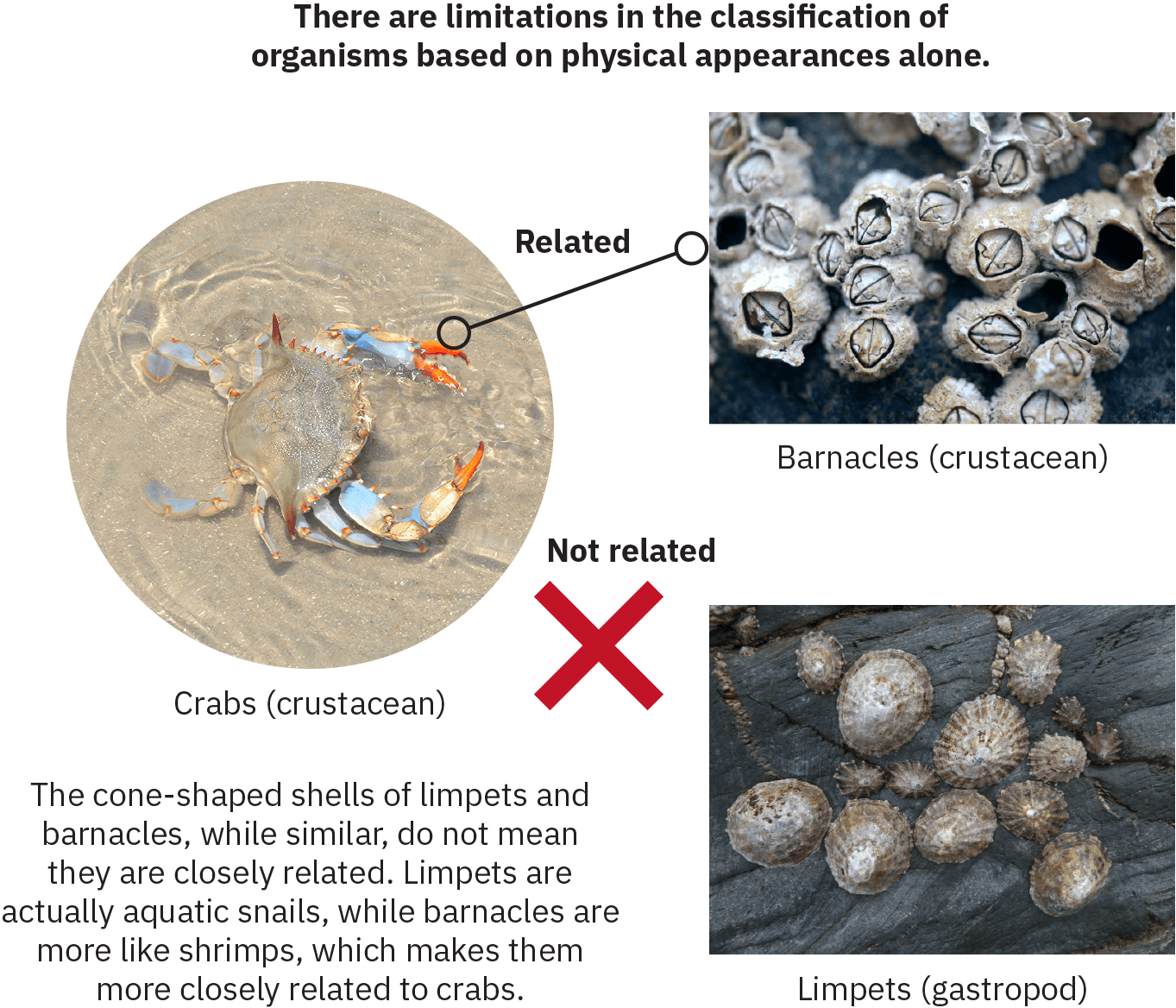 Infographic with three main sections: barnacles, crabs, and limpets. The barnacles, identified as crustaceans, and the limpets, identified as gastropods, have similar forms - both a small round cluster of creatures with hard shells. The crab. also identified as a crustacean, has distinct legs and large pincers. A line between the crab and the barnacles is labelled “related.” An X appears between the limpets and crab, with the words “not related.” Text on the graphic reads “The cone-shaped shells of limpets and barnacles, while similar, do not mean they are closely related. Limpets are actually aquatic snails while barnacles are more like shrimps, which makes them more closely related to crabs. ”