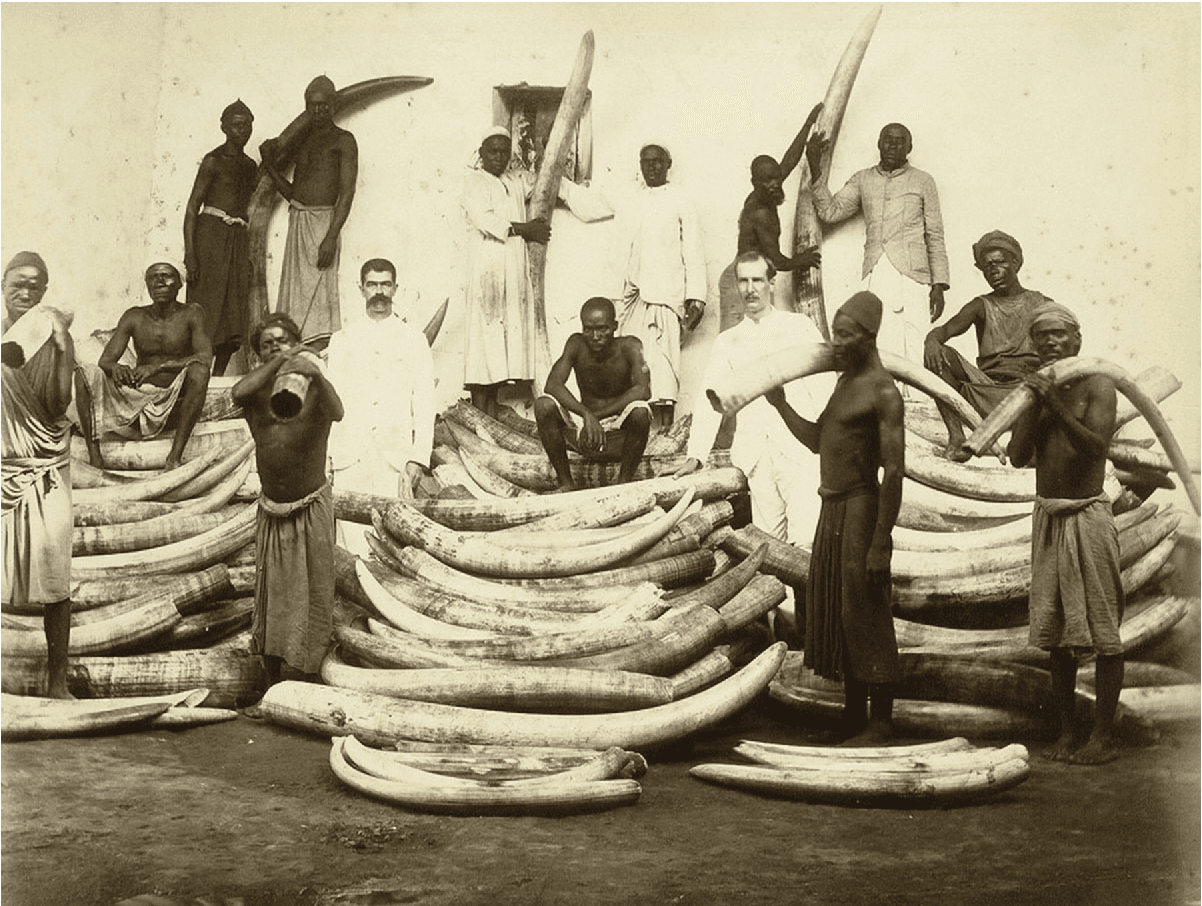 A picture shows men standing and sitting in front of a wall with a small window amid three large piles of stacked elephant tusks. Twelve of them are African and wear long white shirts, jackets, over cloths tied around their waists. Some are bare chested and some wear hats or turbans. Two Caucasian men wear long white coats and pants and have moustaches. Three pairs of men in the back hold tusks between them while four men hold tusks over their shoulders in the front. Some of the tusks are taller than the men.