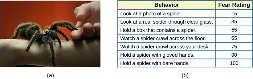 Figure (a): A close-up picture of a very large spider on a person’s arm is shown. The person is using its other hand to hold up two of the spider’s legs. Figure (b): A chart has two columns: Behavior and Fear Rating. The first behavior is look at a photo of a spider with a fear rating of 15. The second behavior is look at a real spider through clear glass with a fear rating of 35. The third behavior is hold a box that contains a spider with a fear rating of 55. The fourth behavior is watch a spider crawl across the floor with a fear rating of 65. The fifth behavior is watch a spider crawl across your desk with a fear rating of 75. The sixth behavior is hold a spider with gloved hands with a fear rating of 90. The seventh behavior is hold a spider with bare hands with a fear rating of 100.