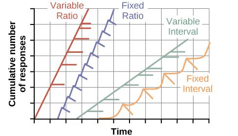 A graph has an x-axis labeled “Time” and a y-axis labeled “Cumulative number of responses.” Two lines labeled “Variable Ratio” and “Fixed Ratio” have similar, steep slopes. The variable ratio line remains straight and is marked in random points where reinforcement occurs. The fixed ratio line has consistently spaced marks indicating where reinforcement has occurred, but after each reinforcement, there is a small drop in the line before it resumes its overall slope. Two lines labeled “Variable Interval” and “Fixed Interval” have similar slopes at roughly a 45-degree angle. The variable interval line remains straight and is marked in random points where reinforcement occurs. The fixed interval line has consistently spaced marks indicating where reinforcement has occurred, but after each reinforcement, there is a drop in the line.