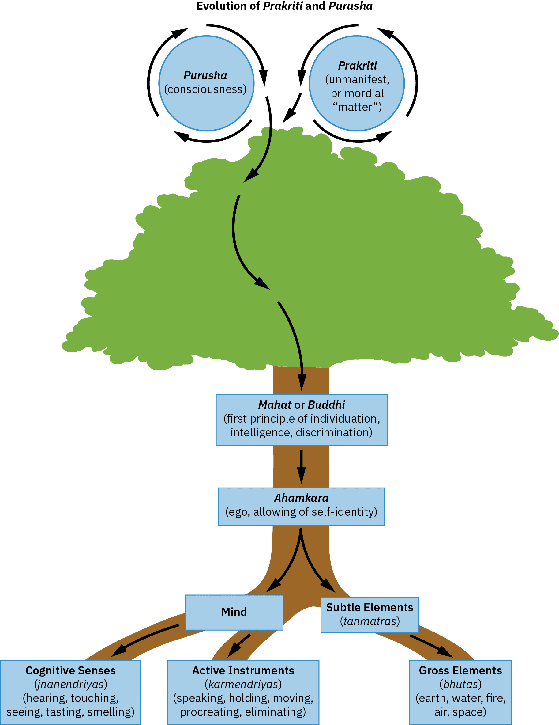 A sketch of a tree with various labels and arrows depicting a flow of energy travelling down its trunk and into its roots. Above the tree are two circles, one labelled “Parusha (consciousness)” and the other “Prakriti (unmanifest, primordial “matter”)”. Arrows depict energy swirling around these circles and down the trunk, along the way passing through boxes labelled “Mahat or Buddhi (first principle of individuation, intelligence, discrimination)” and “Ahamkara (ego, allowing of self-identity)”. Near the roots of the trees, the energy splits. One portion travels through a box labelled “Mind” and then into two sections, labelled “Cognitive Senses (jnanendriyas)(hearing, touching, seeing, tasting, smelling)” and “Active Instruments (karmendriyas)(speaking, holding, moving, procreating, eliminating)”. The other branch flows into a box labelled “Subtle Elements (tanmatras)” and then into a box labelled “Gross Elements (bhutas)(earth, water, fire, air, space).”