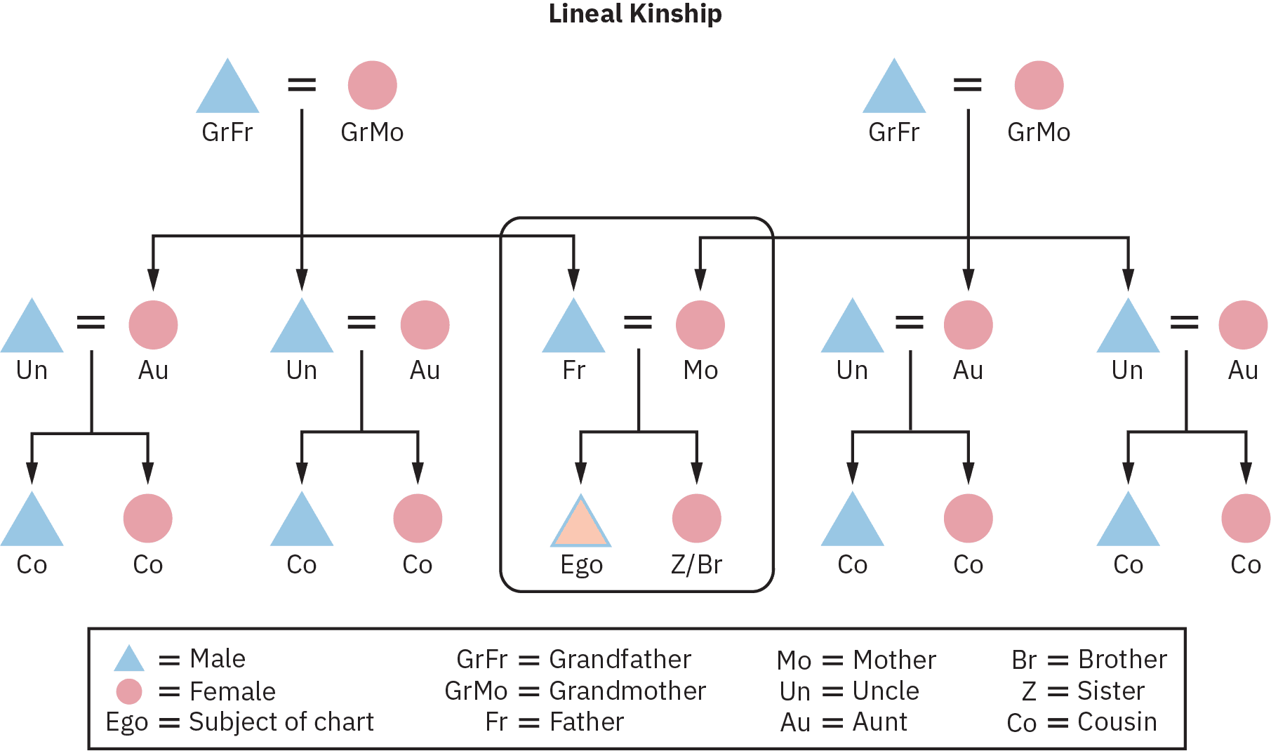 A lineal kinship chart of three generations, starting from two sets of grandparents, as grandfather and grandmother respectively, their children, their respective wives, children, uncles, aunts, and a union of the father and mother, who in turn produce the subject of the chart and a brother or sister.