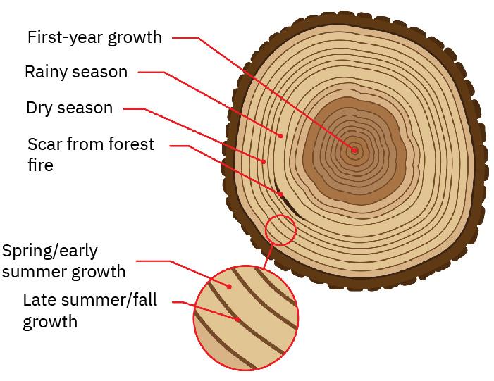 A drawing of a tree sliced horizontally to reveal the rings inside, each with a very dark brown line in between, is shown. Two dark brown rings are seen in the middle with the innermost one labelled “First-year growth.” The next five rings are a slightly lighter shade of brown, A thick darker brown ring follows with two light brown rings next. Then seven beige rings follow, the second one labelled “Rainy season” and the fourth one labelled “Dry season.” A black area between the second and third ring in this section is labelled “Scar from forest fire.” A light brown ring follows at the end. A thick, dark brown ring on the perimeter of the circle has black serrated bumps on the outside. A small section toward the edges of the rings is circled and enlarged at the left. One label points to the light brown ring and is labelled “Spring/early summer growth” and a label points to the dark line between the rings and is labelled “Late summer/fall growth.”