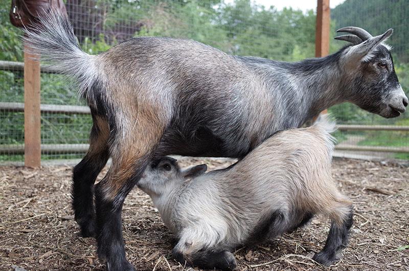 A goat kid nurses from its mother.