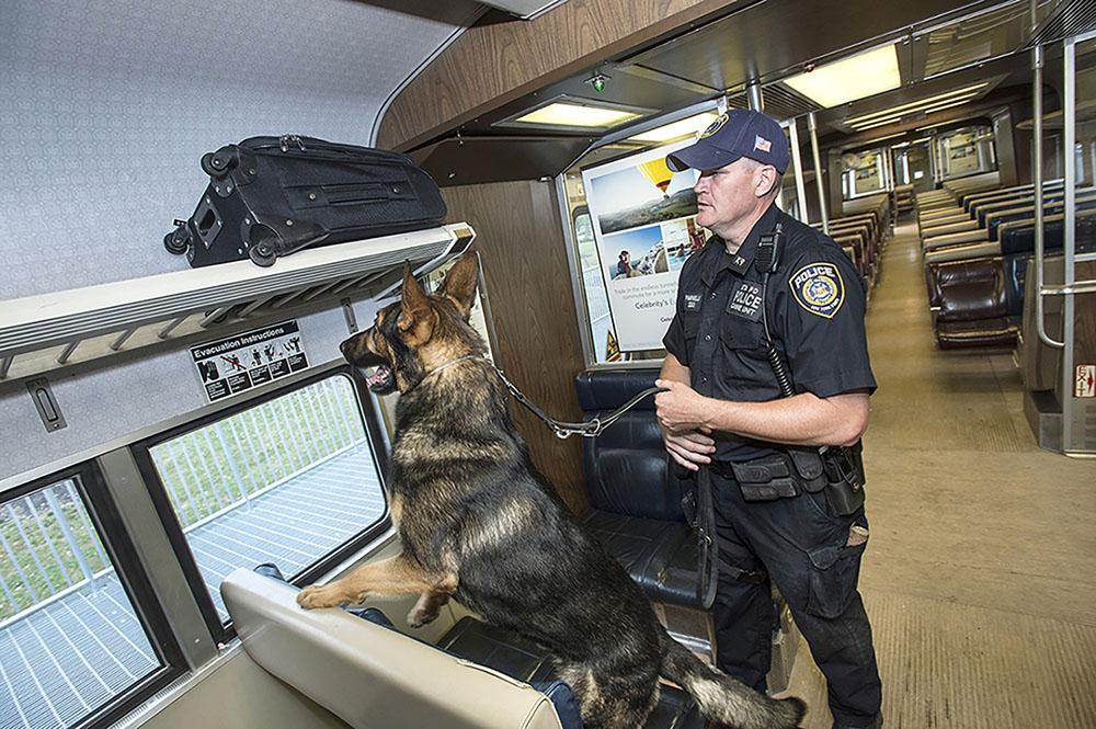 A transit police officer holds a dog's leach while the dog investigates a suitcase on a train.