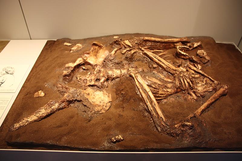 Reconstruction of bones embedded in dirt.