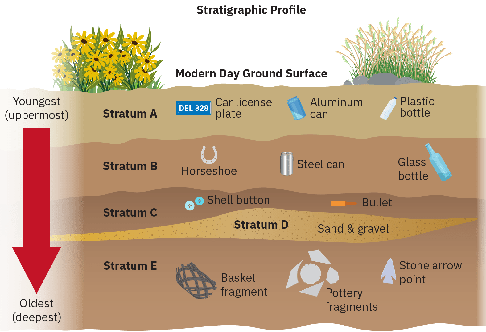 Sketch depicting a stratigraphic profile of an imagined underground cross section of earth. An arrow indicates that items near the bottom are older while those near the top are more recent. The lowest level, labelled Stratum E, is shown to contain a basket fragment, pottery fragments, and a stone arrow point. Above this, Stratum D is shown, containing sand and gravel. The next layer moving up, is Stratum C, containing two shell buttons and a bullet. Above that, Stratum B contains a horseshoe, a steel can, and a glass bottle. The uppermost level, Stratum A, contains a car license plate, an aluminum can, and a plastic bottle.